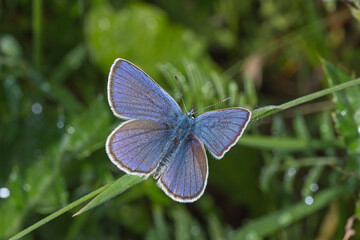 Rotklee-Bläuling, Cyaniris semiargus, DE, NRW, Lewertbachtal, Eifel 2020/06/06 12:47:28