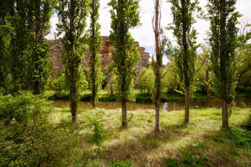 Green landscape with fresh water stream and flowering plants.
