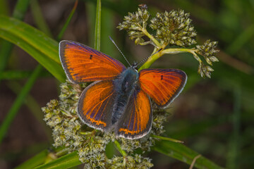 Lycaena hippothoe, Lilagold-Feuerfalter, DE, NRW, Lewertbachtal, Eifel 2020/06/06 13:24:13