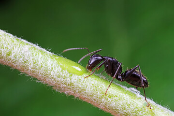 Ants on wild plants, North China
