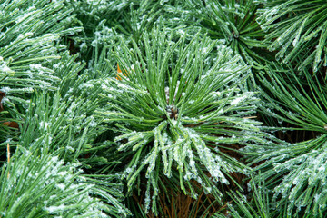 close up of pine needles
