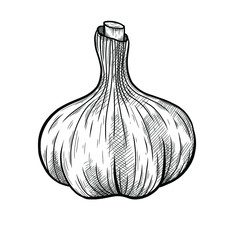 Vector sketch illustration of garlic set drawing isolated on white. Engraved style. Ink. natural business. Vintage, retro object for menu, label, recipe, product packaging