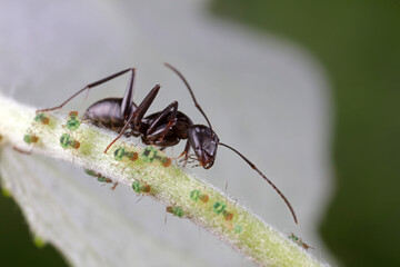 Ants on wild plants, North China