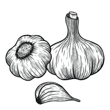 Vector sketch illustration of garlic set drawing isolated on white. Engraved style. Ink. natural business. Vintage, retro object for menu, label, recipe, product packaging