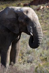 Fototapeta premium Savannah elephant
