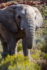 Savannah elephant