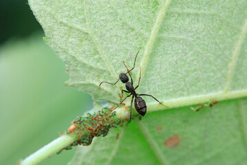 Japanese bowback ants and aphids on green plants