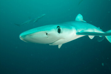 Blue shark