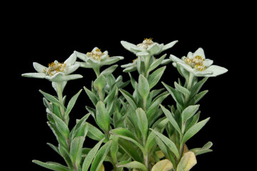 Fototapeta na wymiar Flower edelweiss ( leontopodium japonicum ) on black background