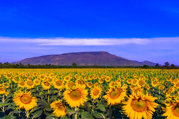 Obraz premium Sunflowers field with mountain background at Lopburi Province,Thailand.
