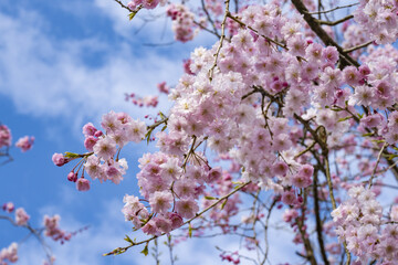 青い空と満開の桜