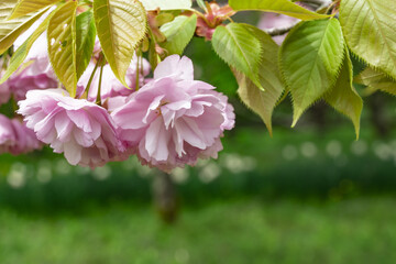 見頃を迎えた桜たち