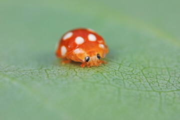 Ladybirds live on weeds in the North China Plain