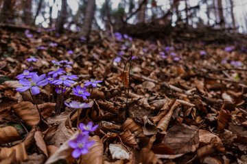 liverleaf flower in brown leaves while hiking in spring