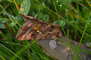 Ziest-Silbereule, Autographa pulchrina, DE, NRW, Lewertbachtal, Eifel 2020/06/06 13:40:38