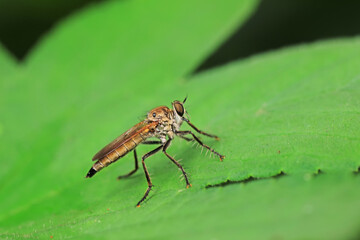 Insectivorous flies live on weeds