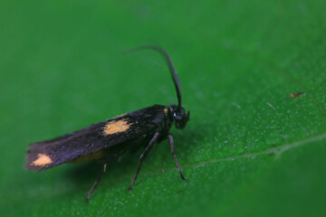 Moths on leaves in nature, North China Plain