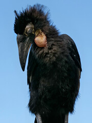 Hornrabe steht wie eine trauriger Vogel, Bucorvus leadbeateri