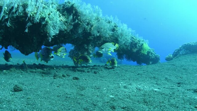 Sweetlips - Labroides dimidiatus doing the cleaning beside the famous Liberty ship wreck. Underwater world of Tulamben, Bali, Indonesia. 