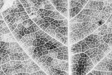 Plant leaf close up. Light black and white spotted vegetal background, similar to mosaic. Dramatic monochrome wallpaper or backdrop. Macro