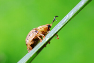 Carabidae insect live on green leaves