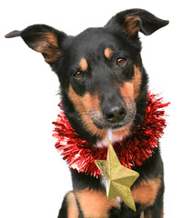 Cute black and tan Kelpie (Australian breed of sheep dog) wearing red tinsel and holding a star ornament on a white background. 