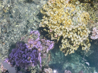 Sea corals near shore in shallow water. Easter Island.