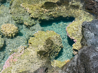 Sea corals near shore in shallow water. Easter Island.