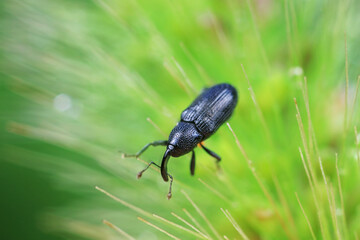 Weevil on green leaves, North China Plain