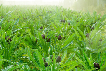 Orchard of growing artichokes in a misty field on the dawn