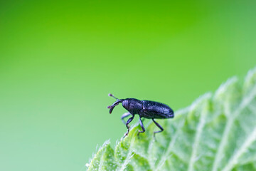 Weevil on green leaves, North China Plain