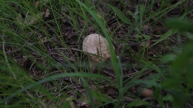 Boletus edulis edible mushroom in the forest. Edible mushroom penny bun in grass - boletus edulis.