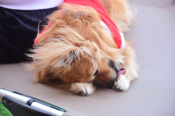 Wife's holiday with nature and dogs.