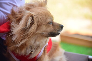 Wife's holiday with nature and dogs.