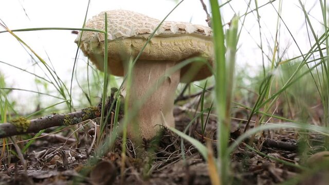 Boletus edulis edible mushroom in the forest. Edible mushroom penny bun in grass - boletus edulis.