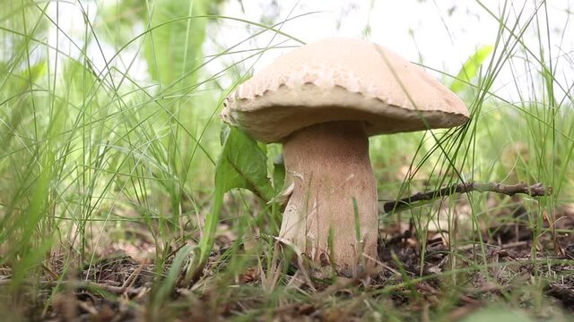 Boletus edulis edible mushroom in the forest. Edible mushroom penny bun in grass - boletus edulis.