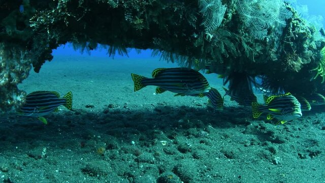 Sweetlips - Labroides dimidiatus doing the cleaning beside the famous Liberty ship wreck. Underwater world of Tulamben, Bali, Indonesia.