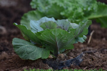 Green leafy vegetables in the daytime have a beautiful color.