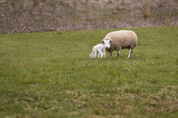 Fototapeta premium Flemish white ewe sheep with lamb