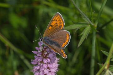 Obraz premium Lycaena hippothoe, Lilagold-Feuerfalter, DE, NRW, Lewertbachtal, Eifel 2020/06/06 15:25:02