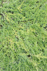 Thyme texture. Top view fresh green leaves of this aromatic plant