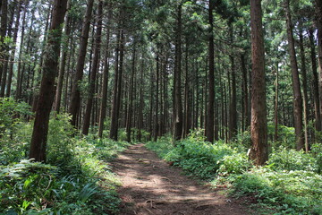 石老山　第三紀地層の礫岩が全山に分布する