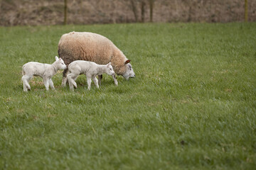 White Flemish sheep and lambs