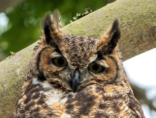 Sleepy Great Horned Owl