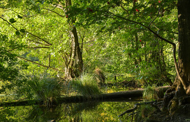 Nationalpark Jasmund auf Rügen