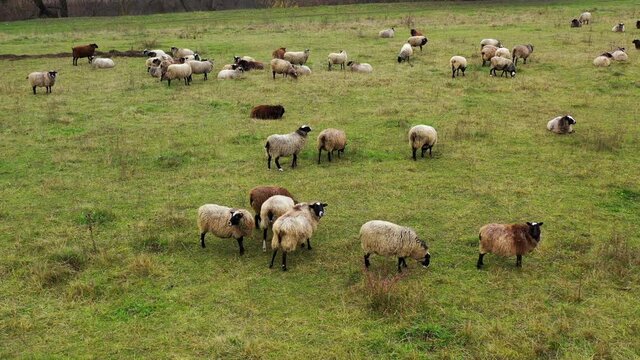 Sheep farm outdoors. Livestock on a meadow. Herding of sheep on field. Fluffy woolly animals grazing and resting among nature.