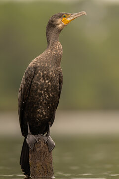 cormoran