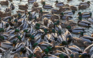 A flock of ducks in the water on a cold winter day. Waterfowl in a river, pond or lake.