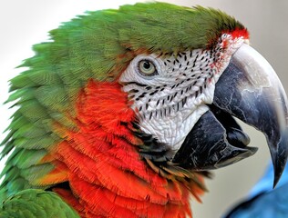 Head shot of Military macaw with mouth open. Ara militaris © Russell