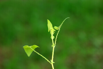 Obraz premium Chinese medicinal plant Polygonum scandens